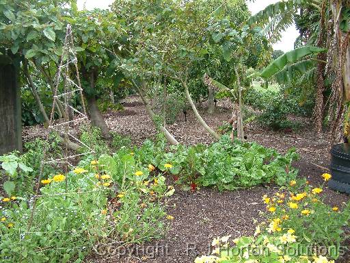 Edible garden 